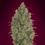 Strawberry Gum Feminized Marijuana Strain by Advanced Seeds For Sale Online at Cannabis Seeds Outlet