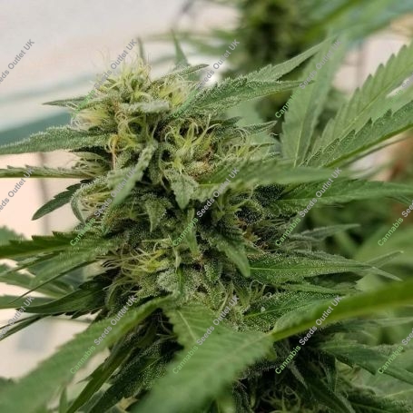 Number One Auto Feminized Marijuana Strain by Auto Seeds For Sale Online at Cannabis Seeds Outlet