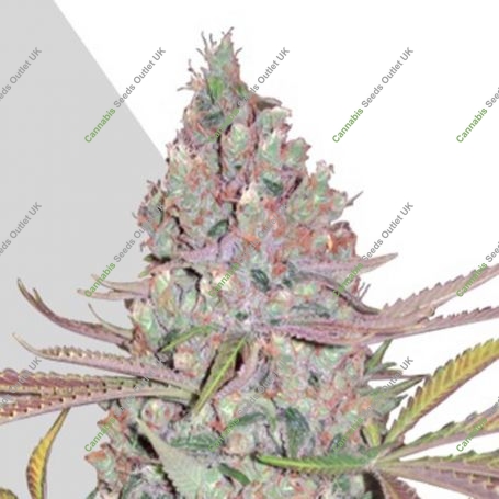 Berry Ryder Auto Feminized Marijuana Strain by Auto Seeds For Sale Online at Cannabis Seeds Outlet