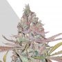Berry Ryder Auto Feminized Marijuana Strain by Auto Seeds For Sale Online at Cannabis Seeds Outlet