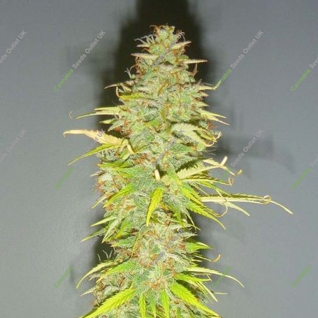 Candy Kush Auto Feminized Marijuana Strain by Auto Seeds For Sale Online at Cannabis Seeds Outlet