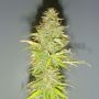 Candy Kush Auto Feminized Marijuana Strain by Auto Seeds For Sale Online at Cannabis Seeds Outlet
