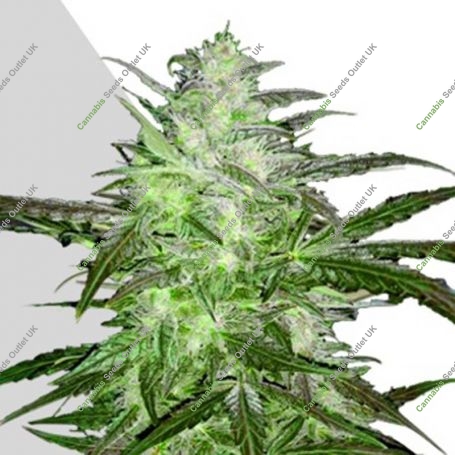 Chemdog Auto Feminized Marijuana Strain by Auto Seeds For Sale Online at Cannabis Seeds Outlet