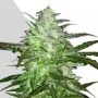 Chemdog Auto Feminized Marijuana Strain by Auto Seeds For Sale Online at Cannabis Seeds Outlet