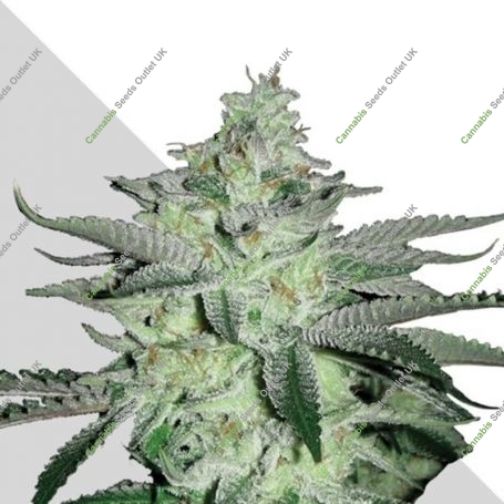 Diesel Berry Auto Feminized Marijuana Strain by Auto Seeds For Sale Online at Cannabis Seeds Outlet