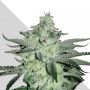 Diesel Berry Auto Feminized Marijuana Strain by Auto Seeds For Sale Online at Cannabis Seeds Outlet