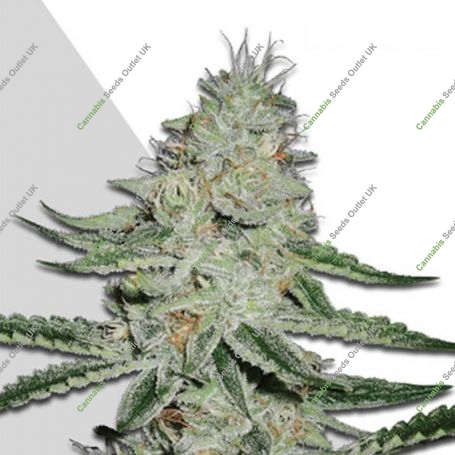 Dreamberry Auto Feminized Marijuana Strain by Auto Seeds For Sale Online at Cannabis Seeds Outlet