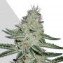 Dreamberry Auto Feminized Marijuana Strain by Auto Seeds For Sale Online at Cannabis Seeds Outlet