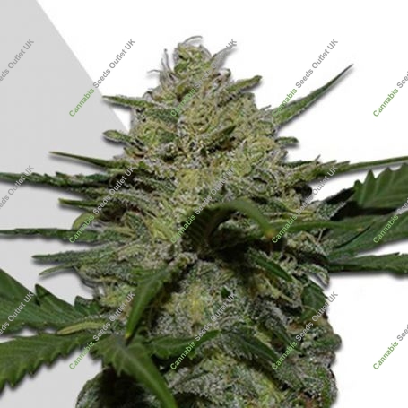 Girl Scout Cookies Auto Feminized Marijuana Strain by Auto Seeds For Sale Online at Cannabis Seeds Outlet