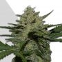 Girl Scout Cookies Auto Feminized Marijuana Strain by Auto Seeds For Sale Online at Cannabis Seeds Outlet