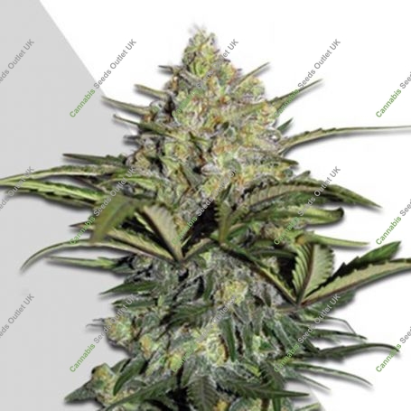 Gorilla Glue Auto Feminized Marijuana Strain by Auto Seeds For Sale Online at Cannabis Seeds Outlet