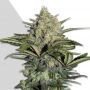Gorilla Glue Auto Feminized Marijuana Strain by Auto Seeds For Sale Online at Cannabis Seeds Outlet