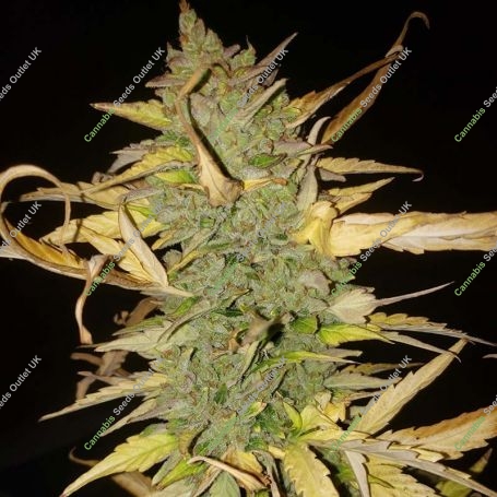 Hijack Auto Feminized Marijuana Strain by Auto Seeds For Sale Online at Cannabis Seeds Outlet