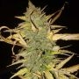 Hijack Auto Feminized Marijuana Strain by Auto Seeds For Sale Online at Cannabis Seeds Outlet