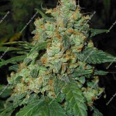 Juicy Lucy Auto Feminized Marijuana Strain by Auto Seeds For Sale Online at Cannabis Seeds Outlet