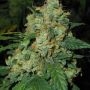 Juicy Lucy Auto Feminized Marijuana Strain by Auto Seeds For Sale Online at Cannabis Seeds Outlet