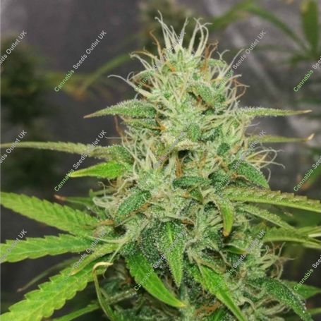 Kush Doctor Auto Feminized Marijuana Strain by Auto Seeds For Sale Online at Cannabis Seeds Outlet
