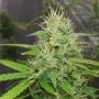 Kush Doctor Auto Feminized Marijuana Strain by Auto Seeds For Sale Online at Cannabis Seeds Outlet