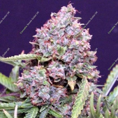Polar Express Auto Feminized Marijuana Strain by Auto Seeds For Sale Online at Cannabis Seeds Outlet