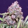 Polar Express Auto Feminized Marijuana Strain by Auto Seeds For Sale Online at Cannabis Seeds Outlet