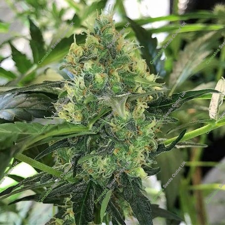 Pounder Auto Feminized Marijuana Strain by Auto Seeds For Sale Online at Cannabis Seeds Outlet