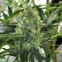 Pounder Auto Feminized Marijuana Strain by Auto Seeds For Sale Online at Cannabis Seeds Outlet