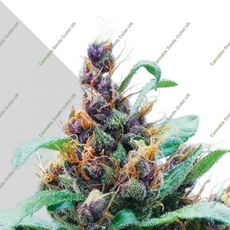 Purple Stilton Auto Feminized Marijuana Strain by Auto Seeds For Sale Online at Cannabis Seeds Outlet