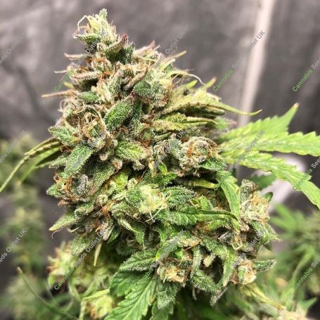 Sucker Punch Auto Feminized Marijuana Strain by Auto Seeds For Sale Online at Cannabis Seeds Outlet