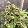 Sucker Punch Auto Feminized Marijuana Strain by Auto Seeds For Sale Online at Cannabis Seeds Outlet
