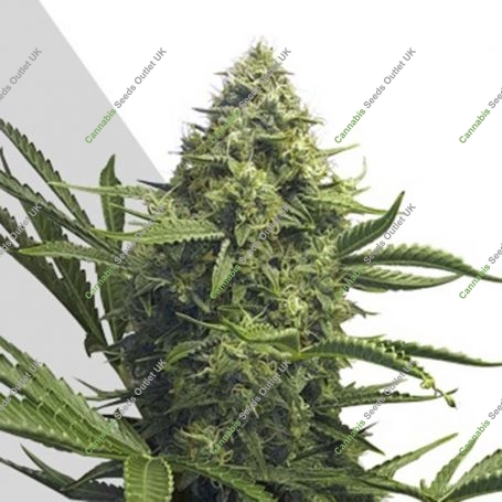 Sweet CBD Auto Feminized Marijuana Strain by Auto Seeds For Sale Online at Cannabis Seeds Outlet