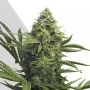 Sweet CBD Auto Feminized Marijuana Strain by Auto Seeds For Sale Online at Cannabis Seeds Outlet