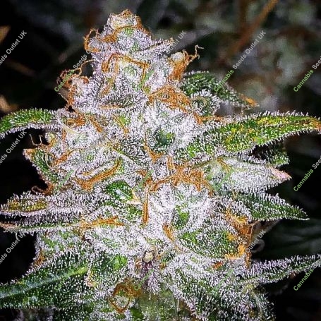 Trans Siberian Auto Feminized Marijuana Strain by Auto Seeds For Sale Online at Cannabis Seeds Outlet