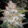 Trans Siberian Auto Feminized Marijuana Strain by Auto Seeds For Sale Online at Cannabis Seeds Outlet