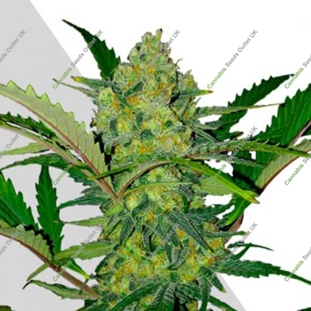 Ultra Lemon Haze Auto Feminized Marijuana Strain by Auto Seeds For Sale Online at Cannabis Seeds Outlet