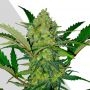 Ultra Lemon Haze Auto Feminized Marijuana Strain by Auto Seeds For Sale Online at Cannabis Seeds Outlet