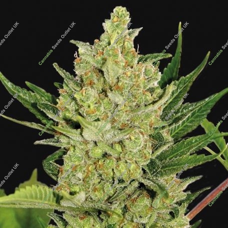 Blueberry Cheese Auto Feminized Marijuana Strain by Barneys Farm For Sale Online at Cannabis Seeds Outlet