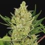 Blueberry Cheese Auto Feminized Marijuana Strain by Barneys Farm For Sale Online at Cannabis Seeds Outlet