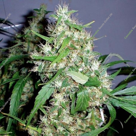 Critical Kush Automatic Feminized Marijuana Strain by Barneys Farm For Sale Online at Cannabis Seeds Outlet