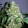 Critical Kush Automatic Feminized Marijuana Strain by Barneys Farm For Sale Online at Cannabis Seeds Outlet