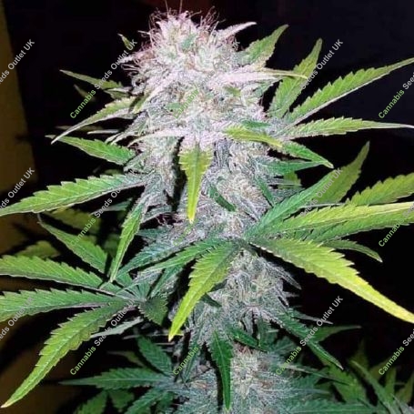CBD Lemon Potion Auto Feminized Marijuana Strain by Barneys Farm For Sale Online at Cannabis Seeds Outlet