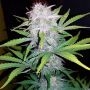 CBD Lemon Potion Auto Feminized Marijuana Strain by Barneys Farm For Sale Online at Cannabis Seeds Outlet