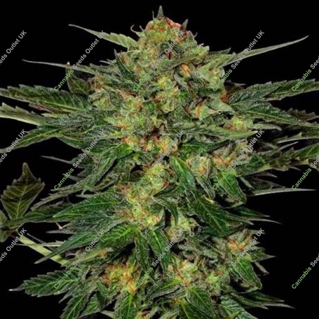 LSD Auto Feminized Marijuana Strain by Barneys Farm For Sale Online at Cannabis Seeds Outlet