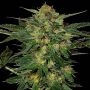 LSD Auto Feminized Marijuana Strain by Barneys Farm For Sale Online at Cannabis Seeds Outlet