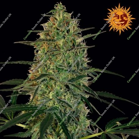 Malana Bomb Auto Feminized Marijuana Strain by Barneys Farm For Sale Online at Cannabis Seeds Outlet