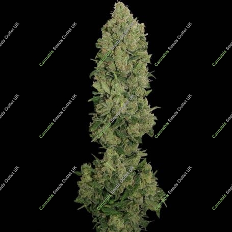NYC Diesel Auto Feminized Marijuana Strain by Barneys Farm For Sale Online at Cannabis Seeds Outlet