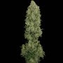 NYC Diesel Auto Feminized Marijuana Strain by Barneys Farm For Sale Online at Cannabis Seeds Outlet