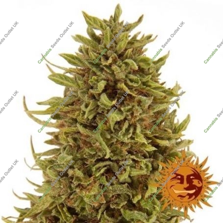 Pineapple Express Auto Feminized Marijuana Strain by Barneys Farm For Sale Online at Cannabis Seeds Outlet