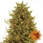 Pineapple Express Auto Feminized Marijuana Strain by Barneys Farm For Sale Online at Cannabis Seeds Outlet