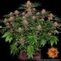 Purple Punch Auto Feminized Marijuana Strain by Barneys Farm For Sale Online at Cannabis Seeds Outlet
