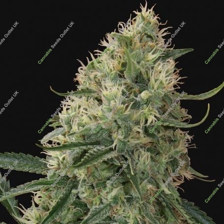 Sin Tra Bajo Auto Feminized Marijuana Strain by Barneys Farm For Sale Online at Cannabis Seeds Outlet